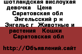 шотландская вислоухая девочка › Цена ­ 2 700 - Саратовская обл., Энгельсский р-н, Энгельс г. Животные и растения » Кошки   . Саратовская обл.